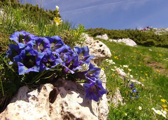 Zatrnik アパート